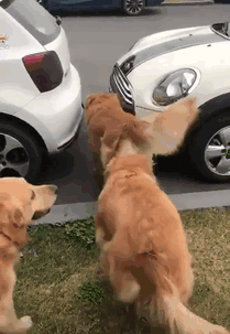 big-golden-retrievers-wagging-their-tails
