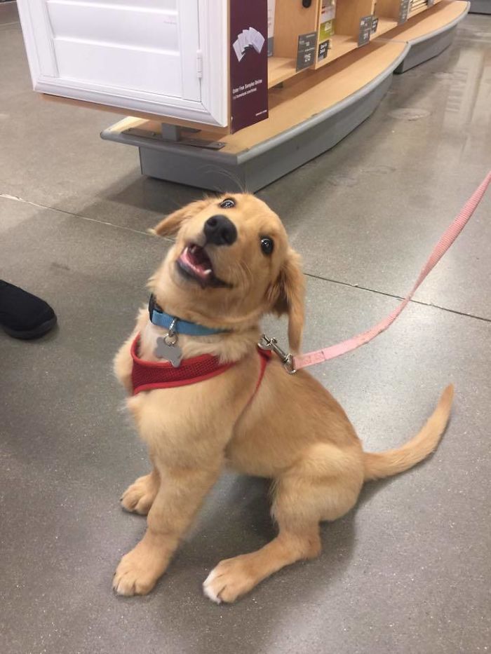 dog-smiling-in-public