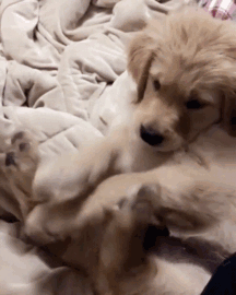 retriever-playing-with-its-toes
