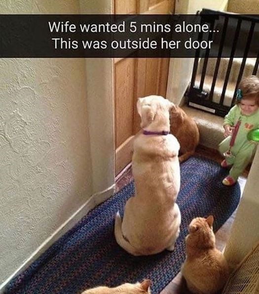 https://defused.com/wp-content/uploads/2020/08/animal-wife-wanted-5-mins-alone-this-outside-her-door.jpg