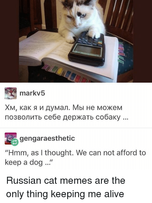 Hilarious Russian Cat Memes Translated To English For Your Entertainment