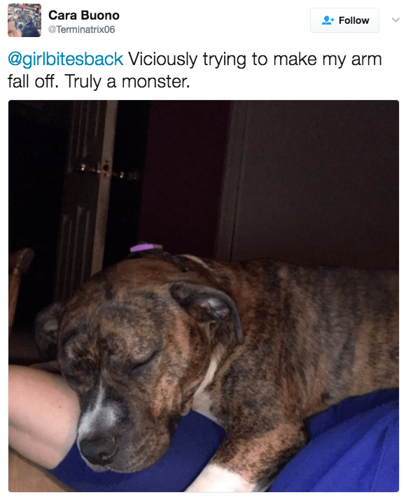 8 Vicious Pitbull Attacks Caught On Camera – DEFUSED