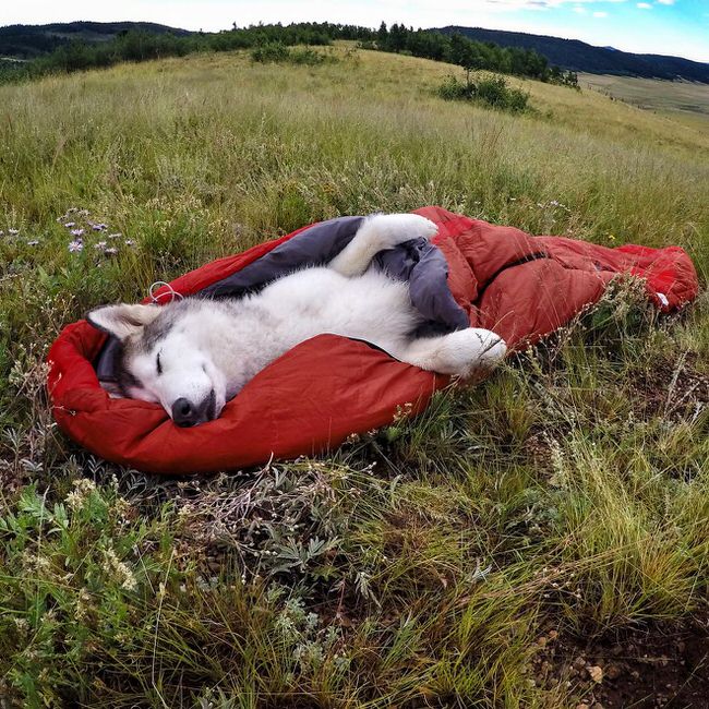 Dog in sleeping bag
