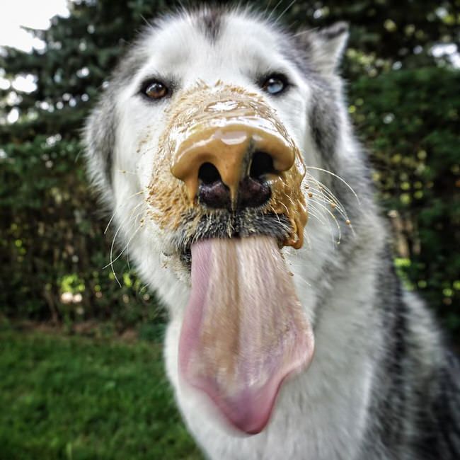 Husky with mud on the nose.