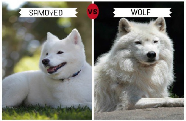 Are samoyeds closely related to wolves