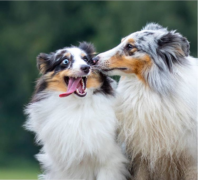 two-dogs-kissing