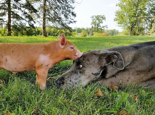 pig-kissing-dog