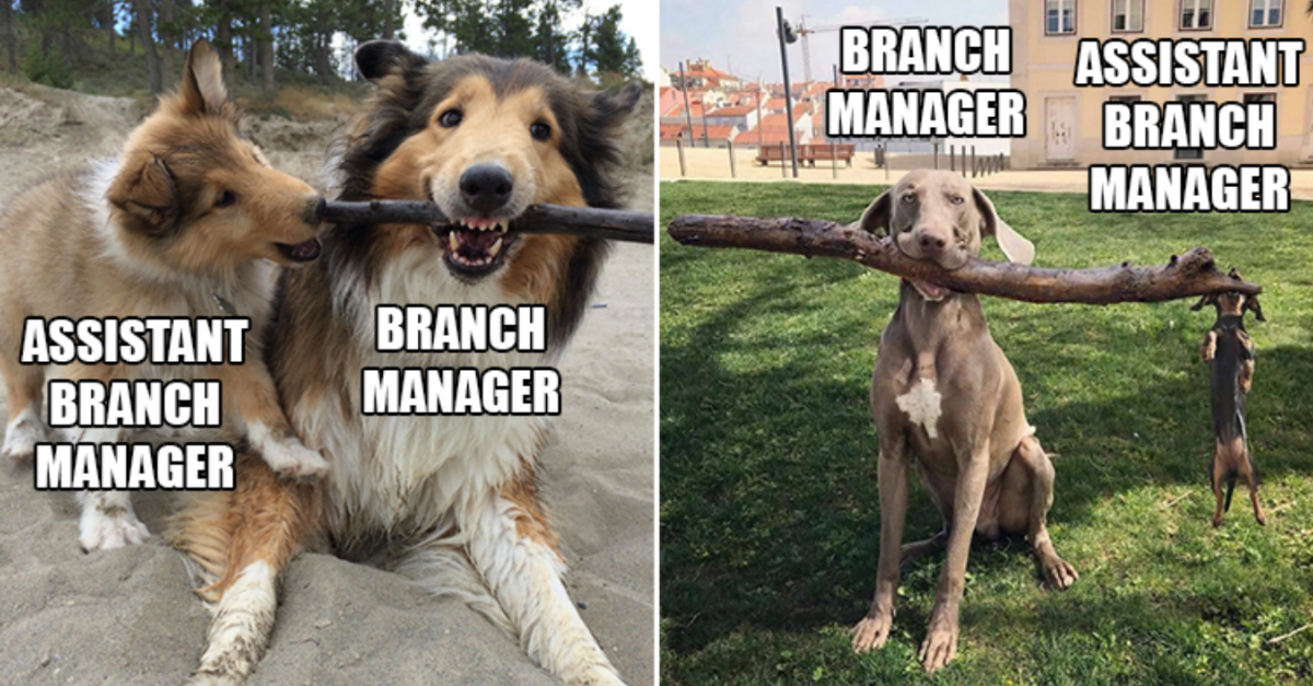 15 Pictures Of Dogs Working As Branch Managers And Assistant Branch Managers