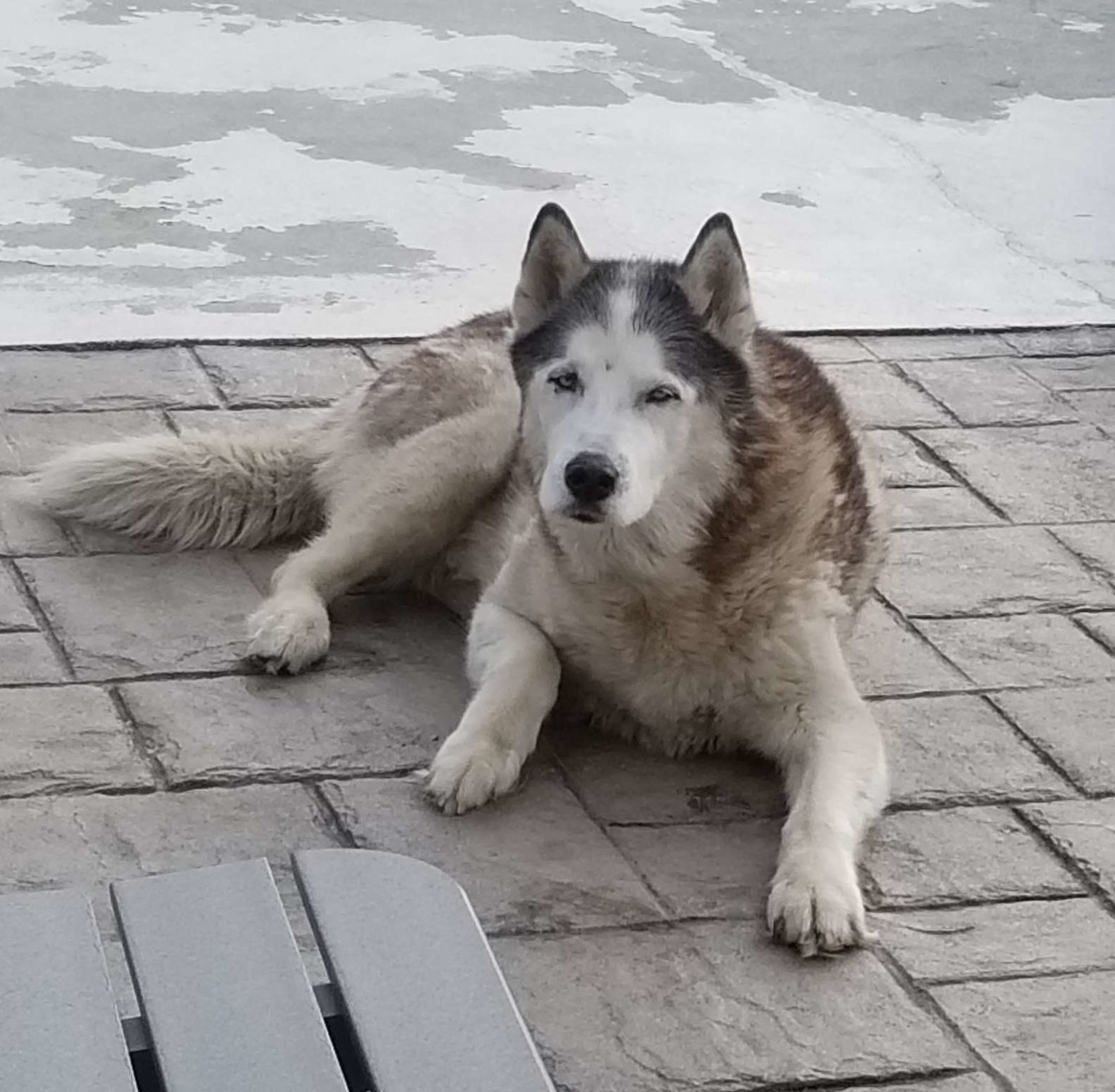 Amazon Delivery Driver Jumps Into Pool To Save Senior Husky Dog From Drowning