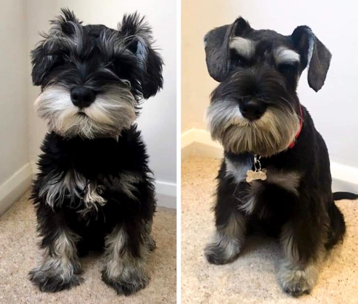 17 Pet Animals Who Got A Haircut And Found Their True-selves – DEFUSED