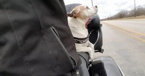 Biker Sees Dog Being Abused On the Side Of The Road And Stops To Save Him