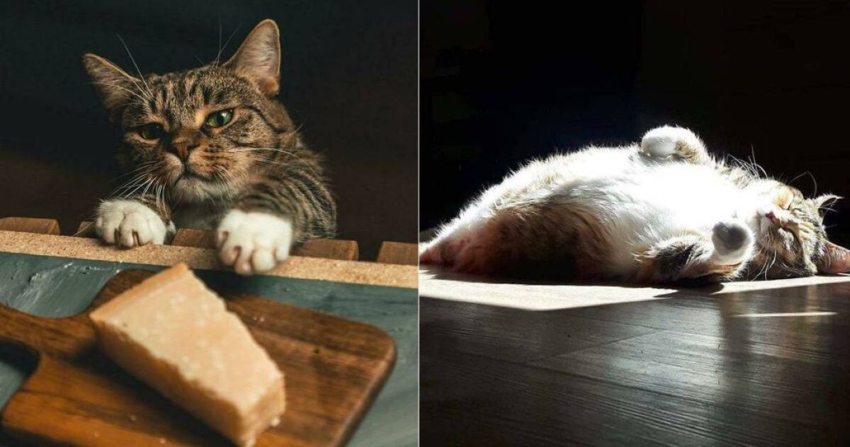 14 Photos Of Beautiful Cats That Perfectly Exhibit Renaissance Art