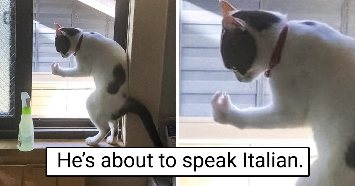 17 Times Pet Owners Had To Accept Their Pets Were “Broken”