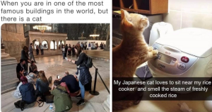 29 Hilarious Cat Memes Made By Cat Owners To Make People Laugh