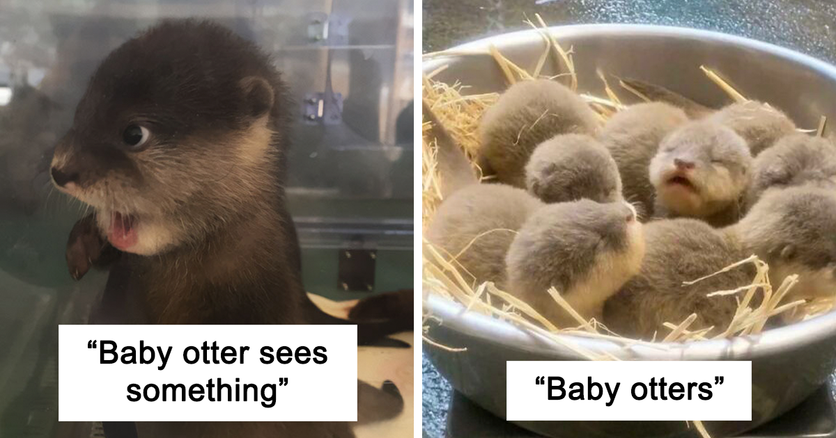 40 Adorable Photos That Prove Otters Are One Of The Cutest Animals