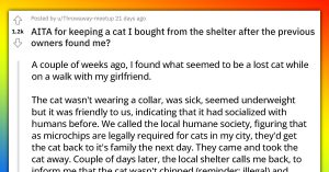 Couple Rescues A Stray Cat, Pays Medical Bills And Adopts It, Previous Owner Shows Up And Wants The Cat Back