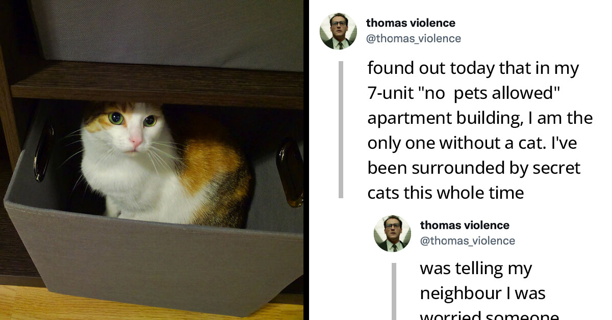 Man Discovered Everyone Except Him Has A Secret Cat In His No Pets Allowed Apartment