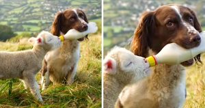 15 Adorable Photos That Show Unlikely Friendships Between Animals