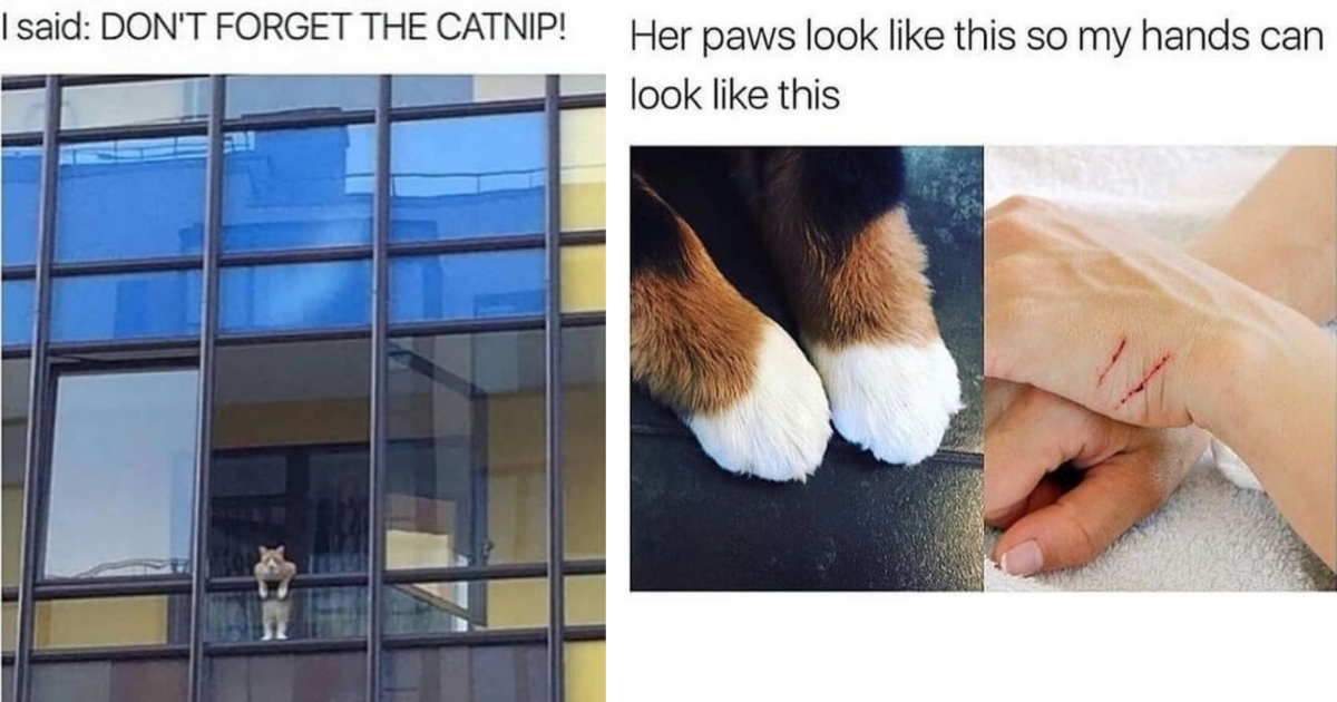 15 Hilarious Cat Memes For Cat Parents That You Will Surely Relate To