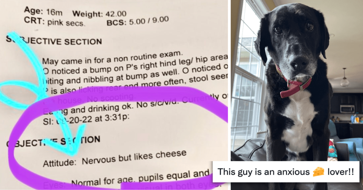 16 Vets With A Good Sense Of Humor Gives Hilarious Comments In Medical Charts