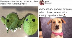 20 Hilarious Dog Memes That Will Lift Your Mood Instantly
