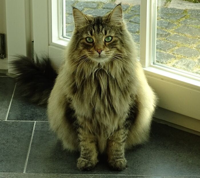 35 Adorable Pictures Of Fluffiest Norwegian Forest Cats That Will Melt 