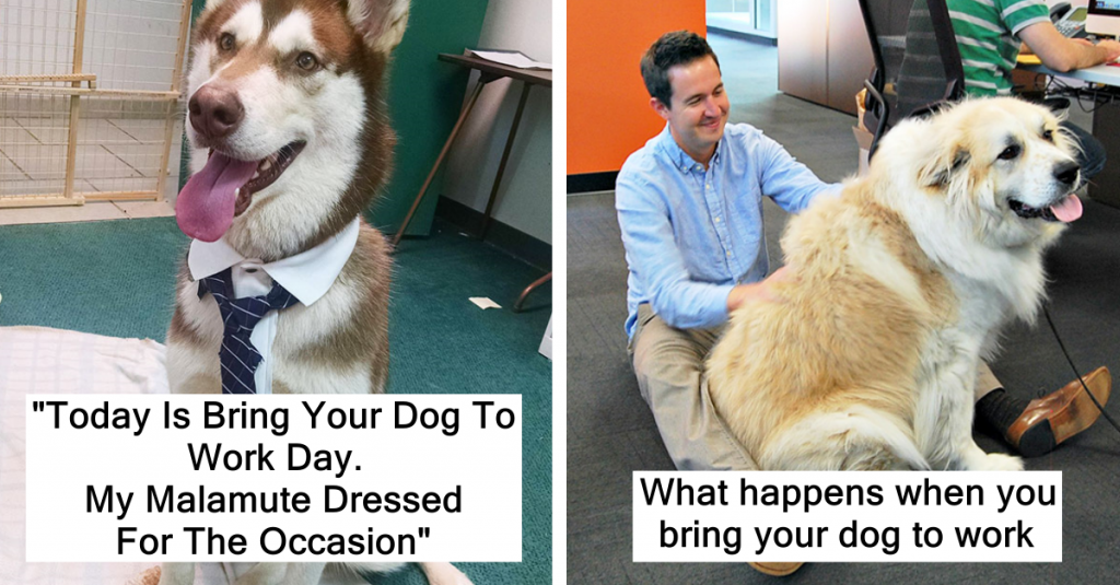 30 Times People Brought Their Dogs To Work And Made Everyone’s Day At ...