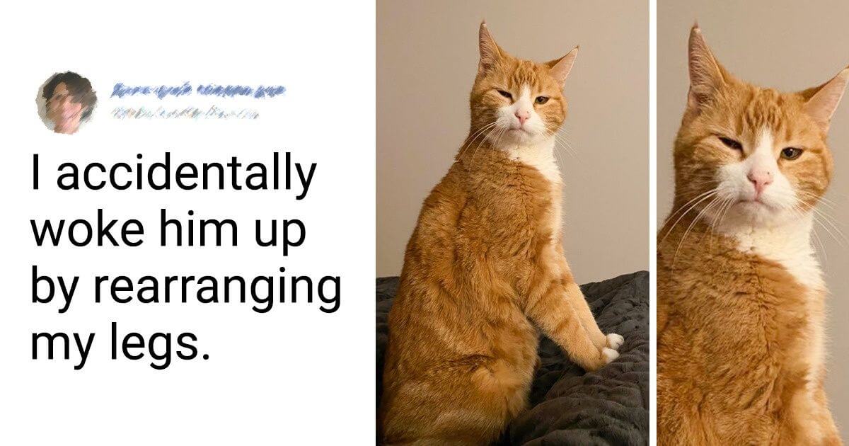 17 Hilarious Photos Of Cats Taken By Their Owners That Show How Naughty And Bossy Cats Are