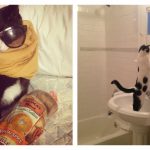 12 Cats Who Are Not Only Cute But Are Also High Maintenance