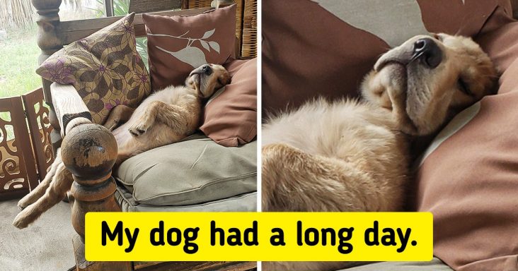 20 Times We Were Reminded That Pets Can Also Behave Like Humans