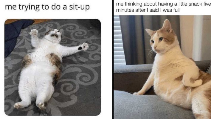 10+ Funny Memes That Prove Cats Really Rule The World – DEFUSED