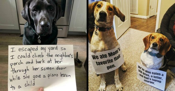 Get The Doggie Jail Ready- 25 Dogs That Are Guilty As Charged