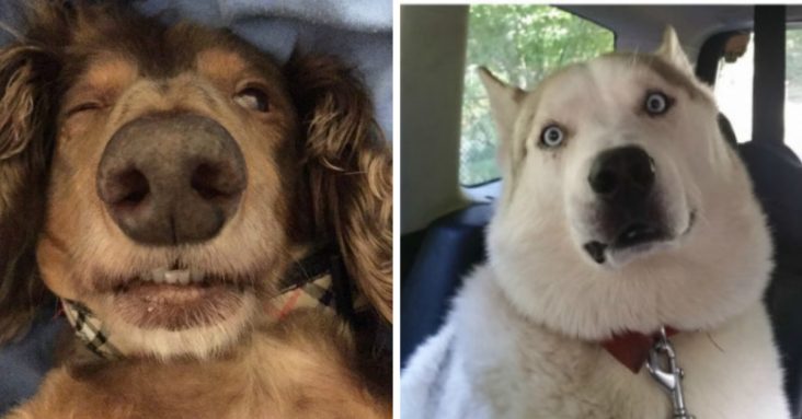 14 Hysterical Pics Of Dogs After Sedation For A ‘Higher’ Level Of Entertainment