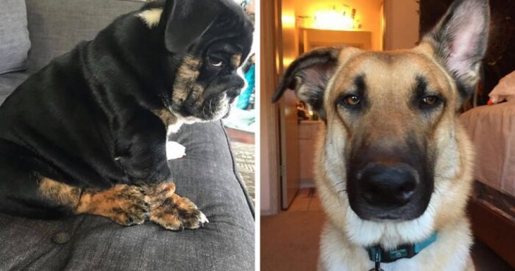 30 Dogs Who Look Absolutely Hilarious While Showing Their Disapproval And Disgust