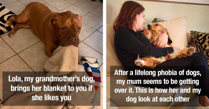 19 Times Dogs Showed Full Devotion To Their Humans