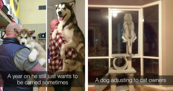 30 Pictures That Prove Not Only Are Huskies Good Looking But Also Weird And Funny