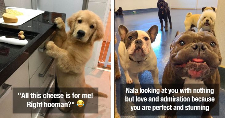 Wholesome Pics Of Puppies and Dogs Doing An Exceptional Job And Making Humans Happy