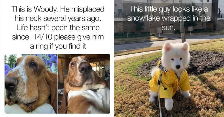 14 Adorable Dog Posts That Will Make You Chuckle