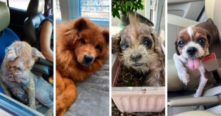 50 Doggos Who Showed Amazing Transformations After Being Adopted Into Loving Homes
