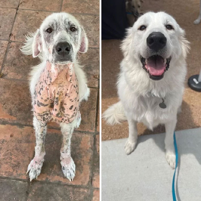 Doggos,Amazing,Transformations,Adopted,Loving