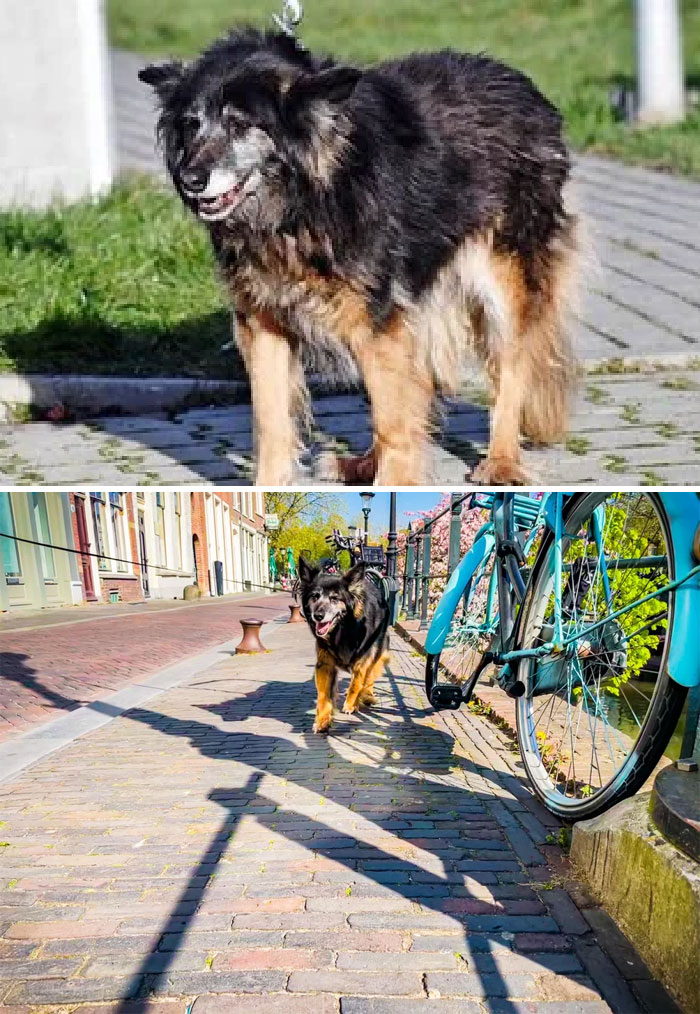 Doggos,Amazing,Transformations,Adopted,Loving