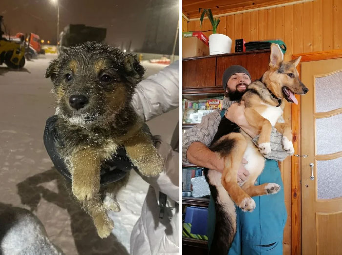 Doggos,Amazing,Transformations,Adopted,Loving