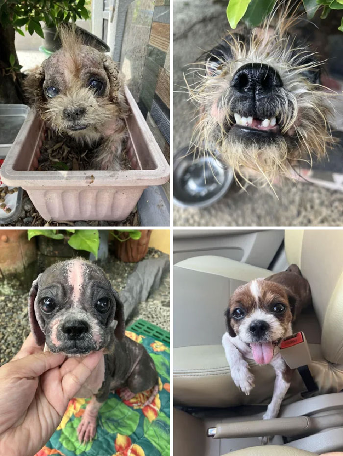 Doggos,Amazing,Transformations,Adopted,Loving