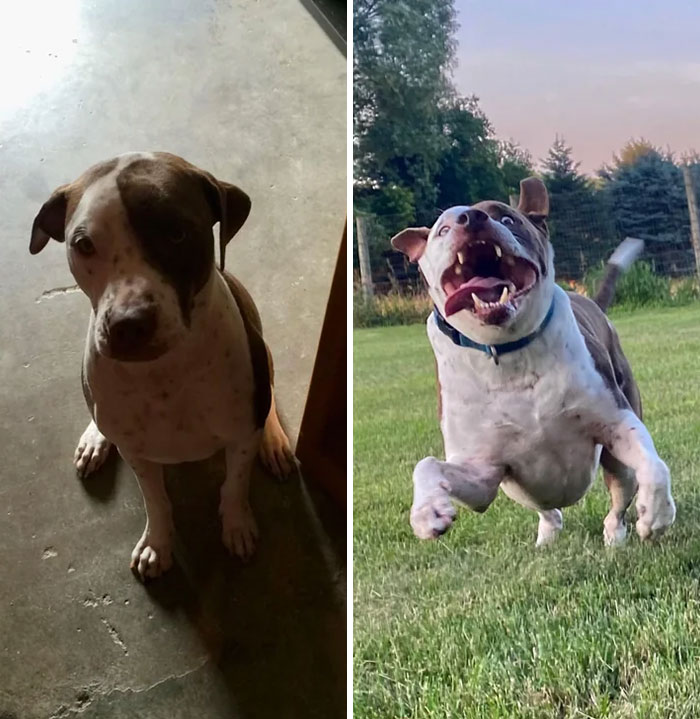 Doggos,Amazing,Transformations,Adopted,Loving