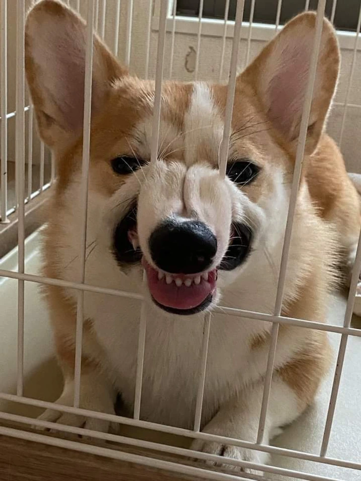 angry-dog-in-a-cage