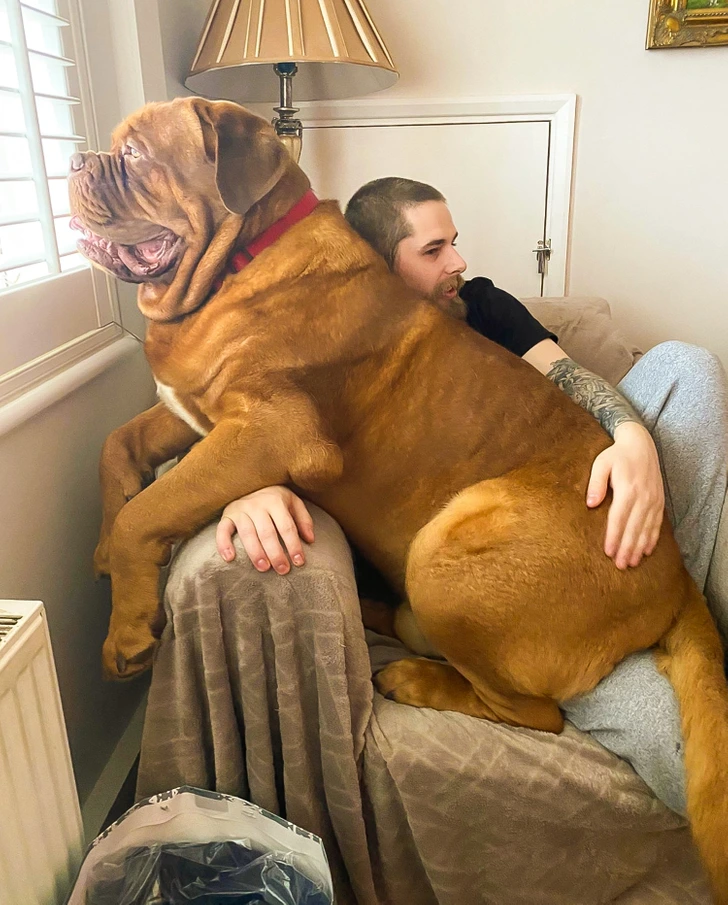 big-dog-