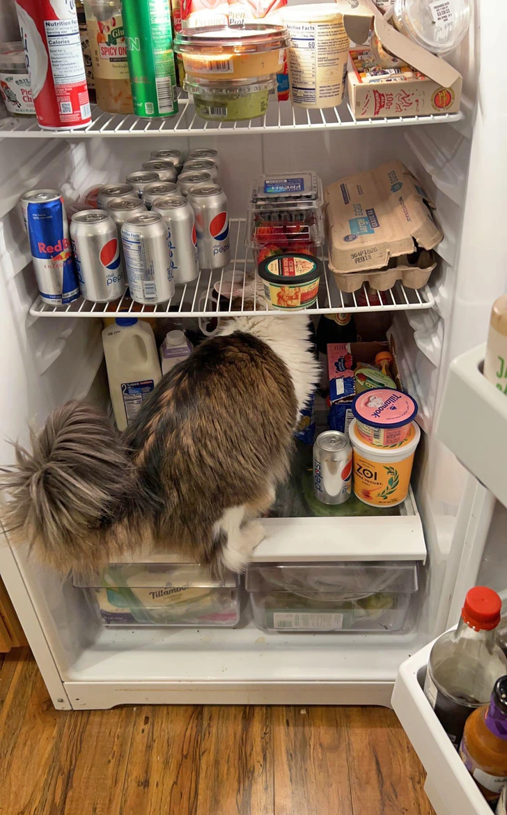 cat-fridge