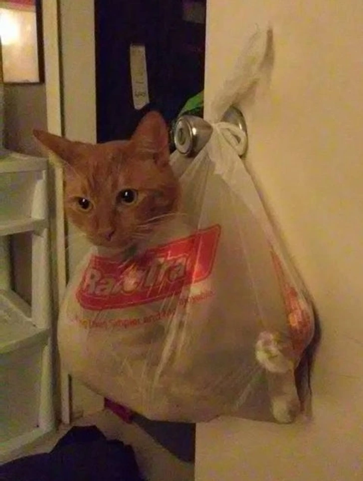 cat-in-shopper