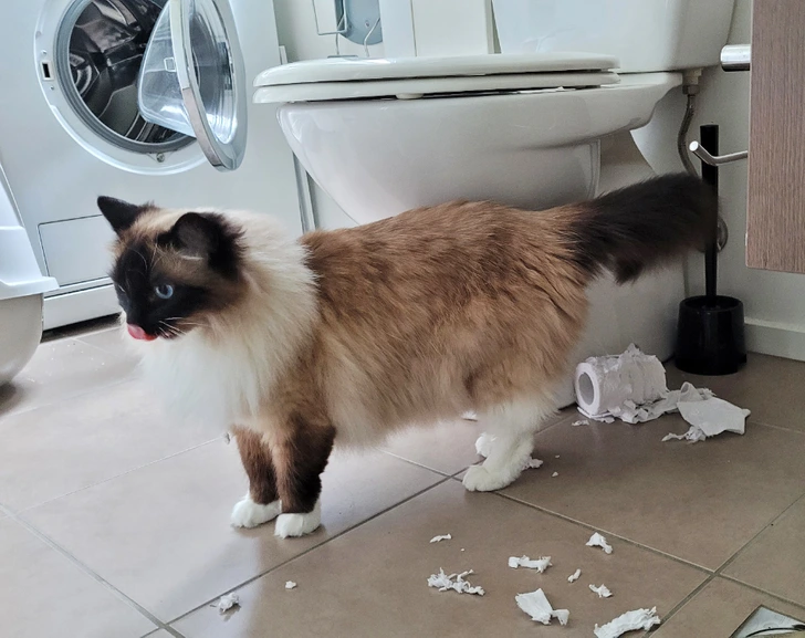 cat-in-toilet