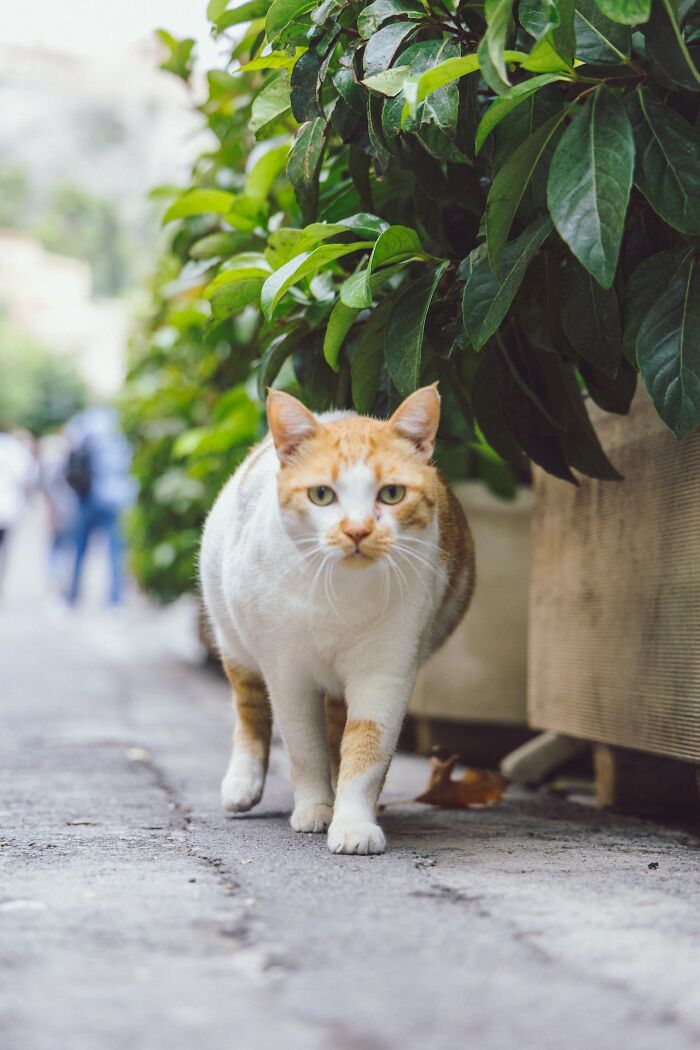 cat-walking-down-the-street